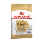 Rc-chuhuahua-adult