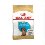 Rc-dachshund-puppy