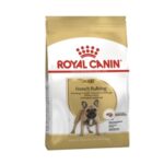 Rc-french-bulldog-adult