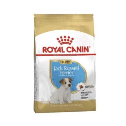 Rc-jack-russel-puppy
