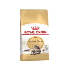 Rc-main-coon-adult