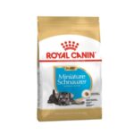 Rc-miniature-shnauzer-puppy