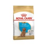 Rc-poodle-puppy