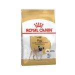 Rc-pug-adult