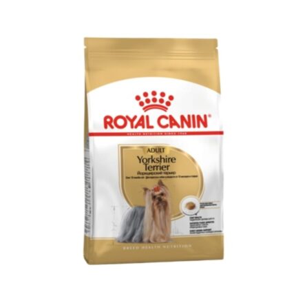 Rc-yorkie-adult