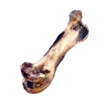 nandoe-hip-bone