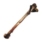 nandoe-long-bone